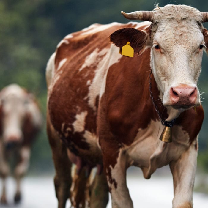 Moove Your Auto Loan to Old Ocean