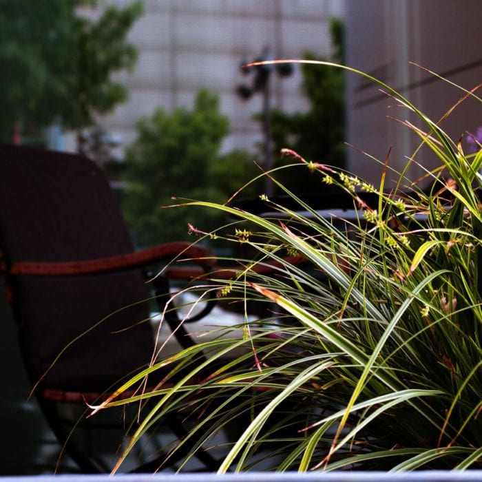 Urban Gardening on a Budget